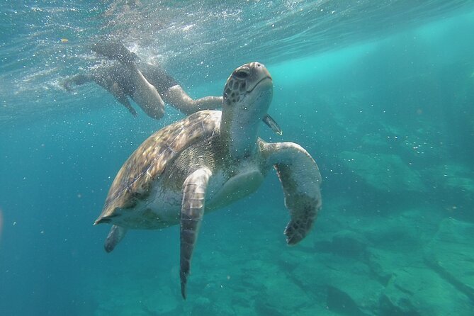 Kayak Route along the Volcanic Coast in Tenerife South with Snorkeling - Kayaking Tenerife’s volcanic coast from Los Cristianos