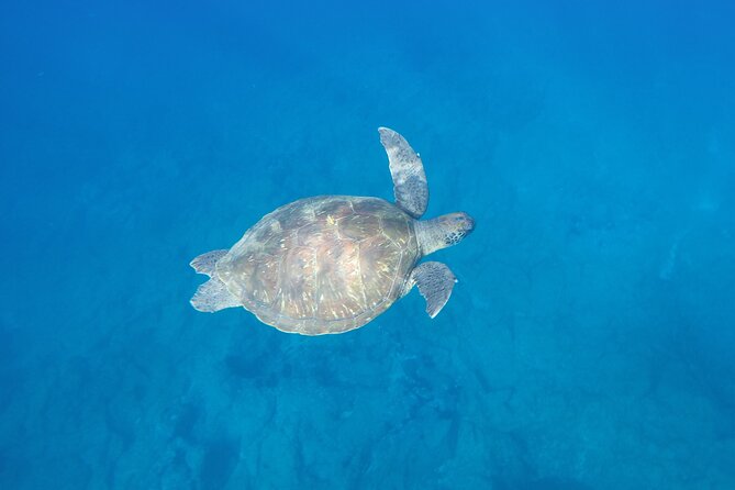 Kayak Route along the Volcanic Coast in Tenerife South with Snorkeling - Snorkeling with turtles: what you can control (and what you can’t)