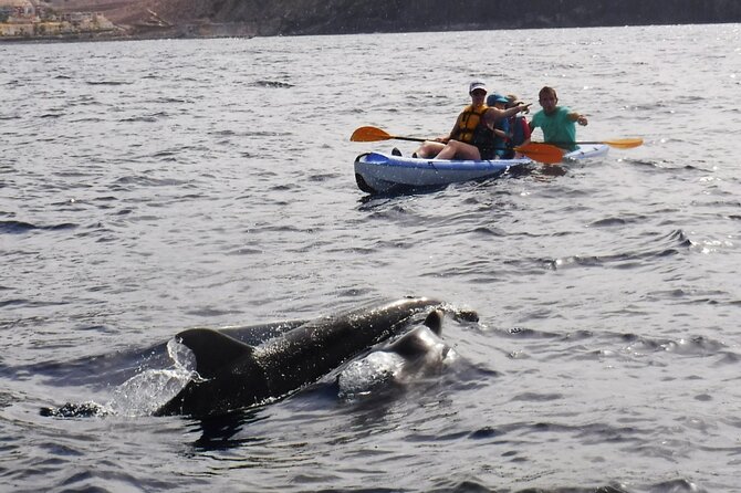 Kayak Route along the Volcanic Coast in Tenerife South with Snorkeling - Price and value: what $54.31 buys you in real ocean time