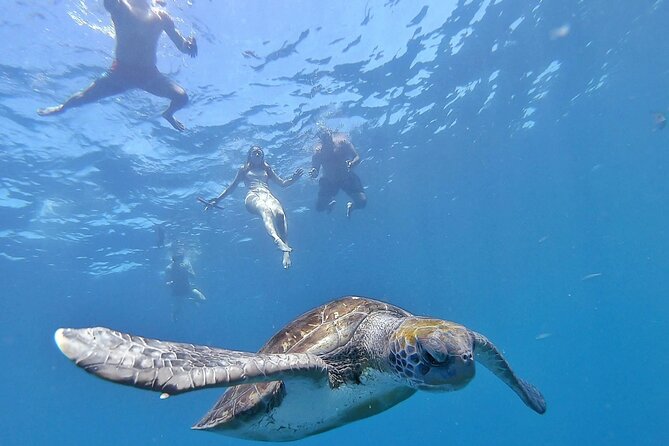 Kayak Safari with Dolphin and Turtle Watching in Guaza - Quick hits from the Guaza kayak experience