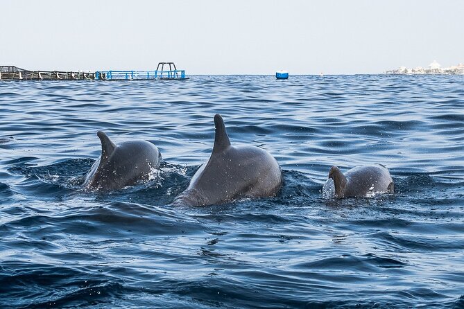 Kayak Safari with Dolphin and Turtle Watching in Guaza - Entering the Teno Rasca marine strip from a kayak