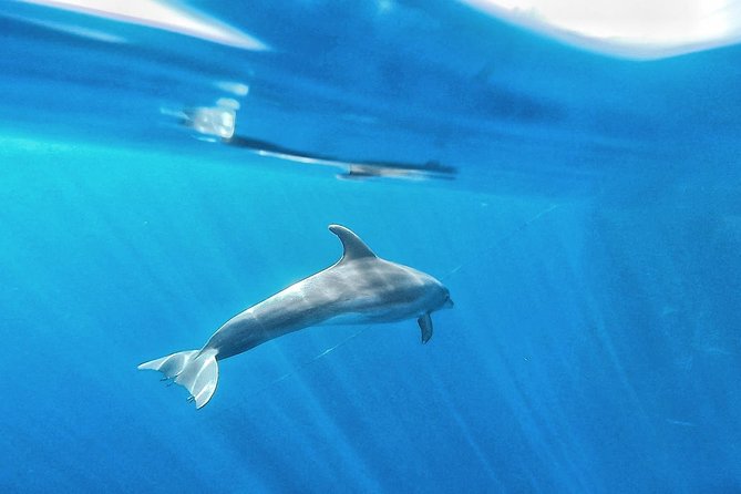 Kayak Safari with Dolphin and Turtle Watching in Guaza - Timing, tides, and why the return can feel more energetic