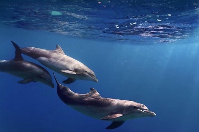 Kayak Safari with Dolphin and Turtle Watching in Guaza - Value for the price: what your money buys you