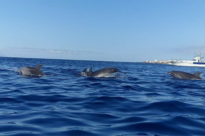 Kayak with Dolphin & Turtle Watching Private Tour - Price and value: $110.91 is fair when you’re aligned with the style