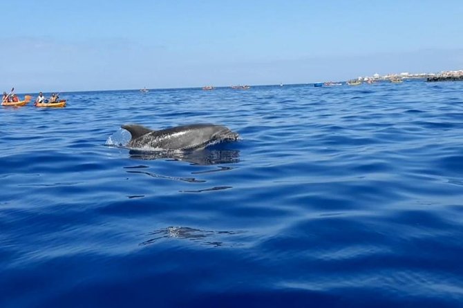 Kayak with Dolphin & Turtle Watching Private Tour - Practical planning tips that come straight from real lessons
