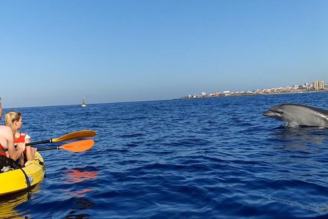 Kayak with Dolphin & Turtle Watching Private Tour - Who this tour suits best (and who should choose carefully)