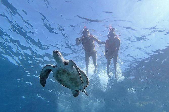 Kayak with Dolphin & Turtle Watching Private Tour - What the 3½ hours feel like: paddle, spotting, then Palmar cave snorkeling