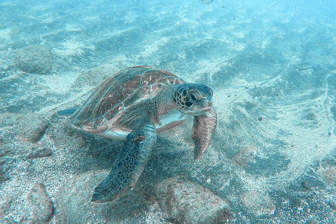 Kayaking + snorkeling with turtles - Dolphins on the Way: Seeing Them Without the Chasing