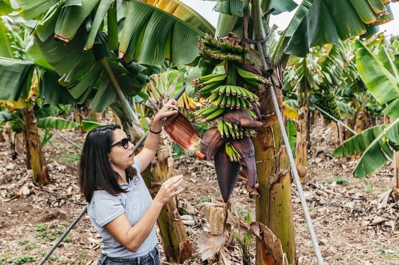La Orotava: Eco Banana Plantation Tour with Banana Liquor - Key highlights you should know before you go