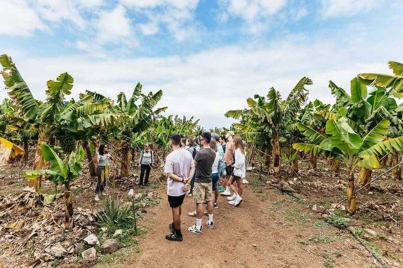 La Orotava: Eco Banana Plantation Tour with Banana Liquor - La Orotava’s banana tour: what makes BananaECOplantation special