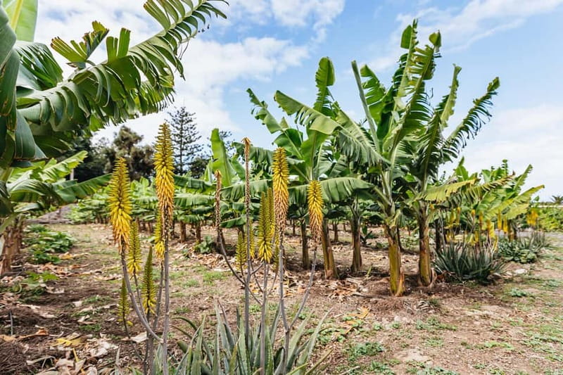 La Orotava: Eco Banana Plantation Tour with Banana Liquor - The tasting: fresh bananas plus banana liqueur shot