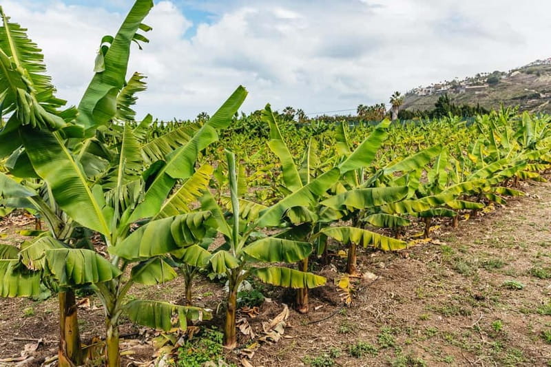 La Orotava: Eco Banana Plantation Tour with Banana Liquor - Logistics that affect your day (and how to plan around them)