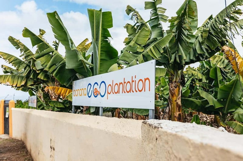 La Orotava: Eco Banana Plantation Tour with Banana Liquor - Should you book this tour or skip it?