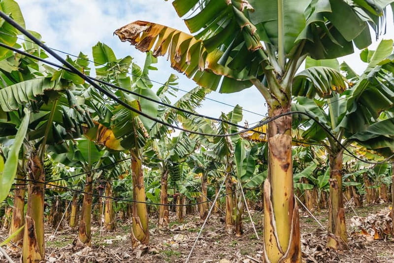 La Orotava: Eco Banana Plantation Tour with Banana Liquor - The 50-minute guided walk: what you’ll do from start to finish