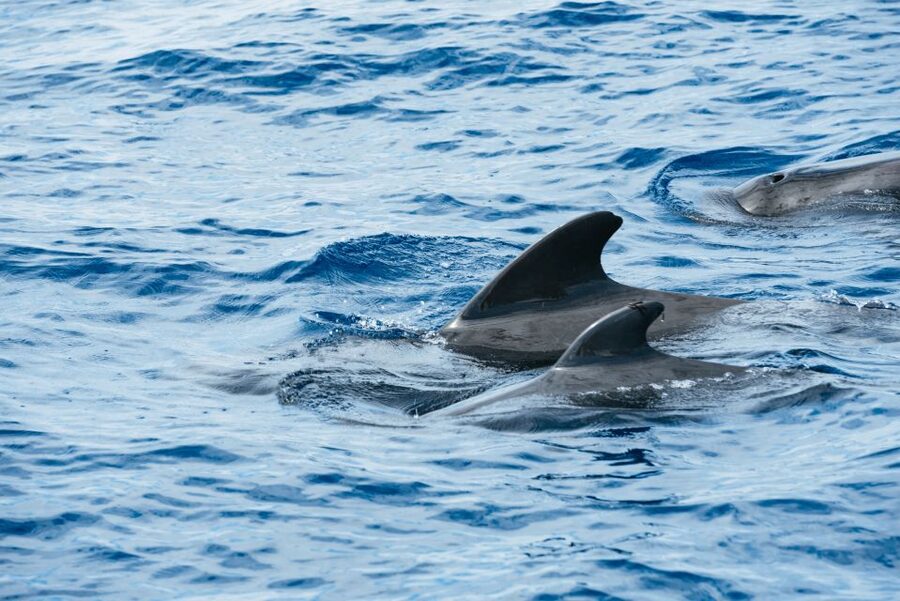 Las Galletas: Whale & Dolphin Tour with Local Skipper - Where Las Galletas fits best for Tenerife marine life