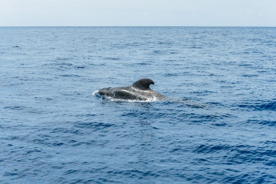 Las Galletas: Whale & Dolphin Tour with Local Skipper - Coastline return near Punta de Rasca and Montana Amarilla