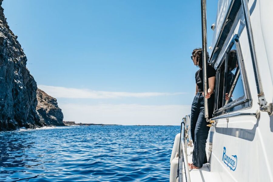 Las Galletas: Whale & Dolphin Tour with Local Skipper - What to bring and how to plan for seasickness