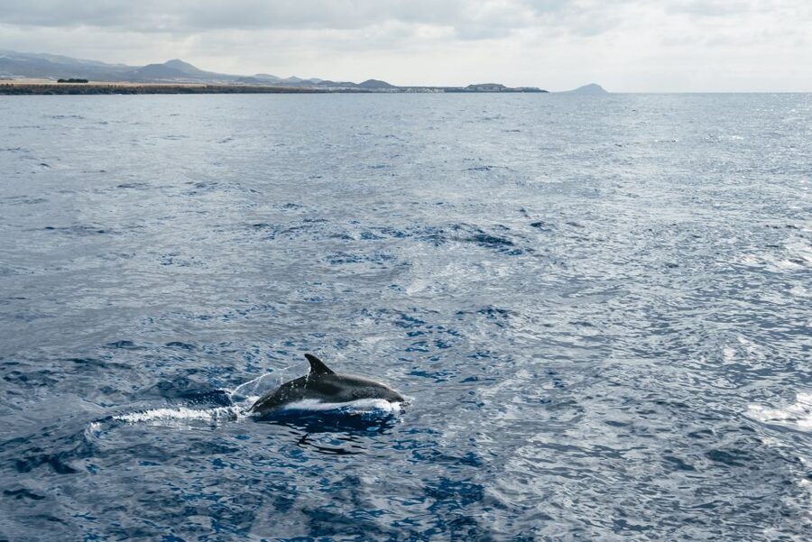 Las Galletas: Whale & Dolphin Tour with Local Skipper - Boarding the Cruz del Sur: small group, local crew vibe