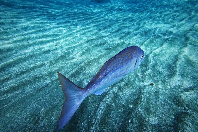 Learn Scuba Diving in Tenerife with Photos Included - What You Actually Get for $590.28