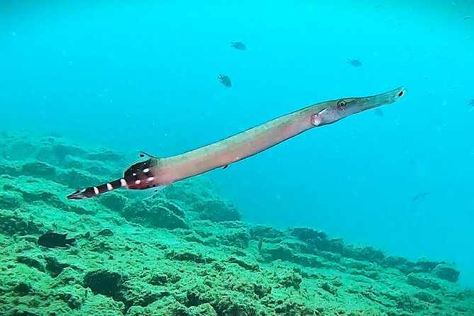 Learn Scuba Diving in Tenerife with Photos Included - The 4 Ocean Sessions: 12 m, then 18 m (With Youth Limits)