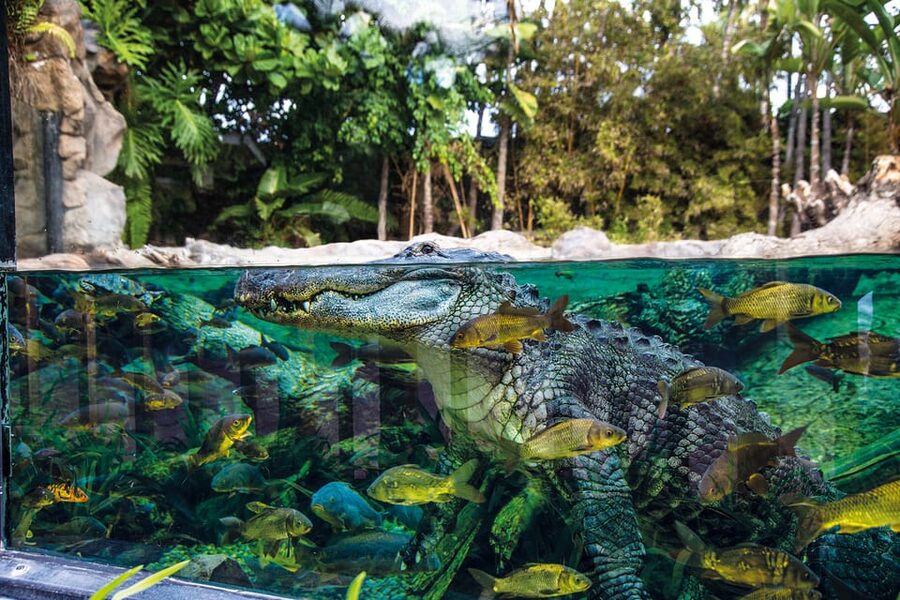 Loro Parque and Siam Park Combined Admission Tickets - Timing both parks: how to avoid show-missing and ride-rush mistakes