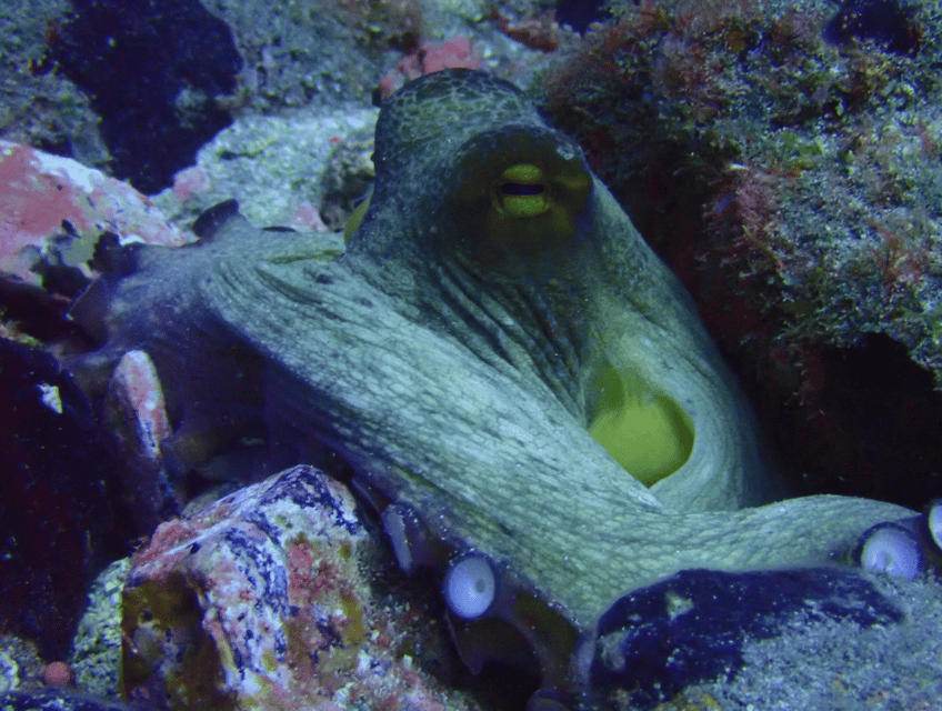 Los Cristianos: Basic Diver Course - Los Cristianos waters: marine life viewing plus safety first