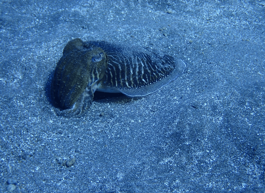 Los Cristianos: Basic Diver Course - Lesson two (open water): seeing what’s there while you learn