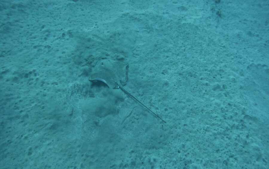 Los Cristianos: Basic Diver Course - Five hours, two lessons, and why the timing is smart