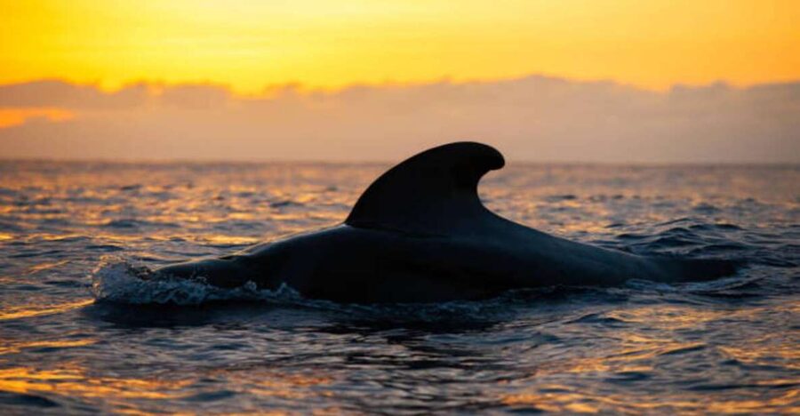 Los Cristianos: Eco Yacht Whale Watching Tour at Sunset - Travelin’ Lady Eco-Yacht: Built for Wildlife, Not Speed