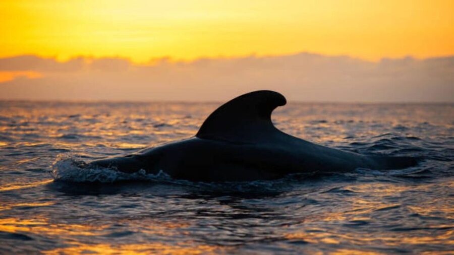 Los Cristianos: Eco Yacht Whale Watching Tour at Sunset - Ethical Whale Watching: The Difference Between Spotting and Chasing
