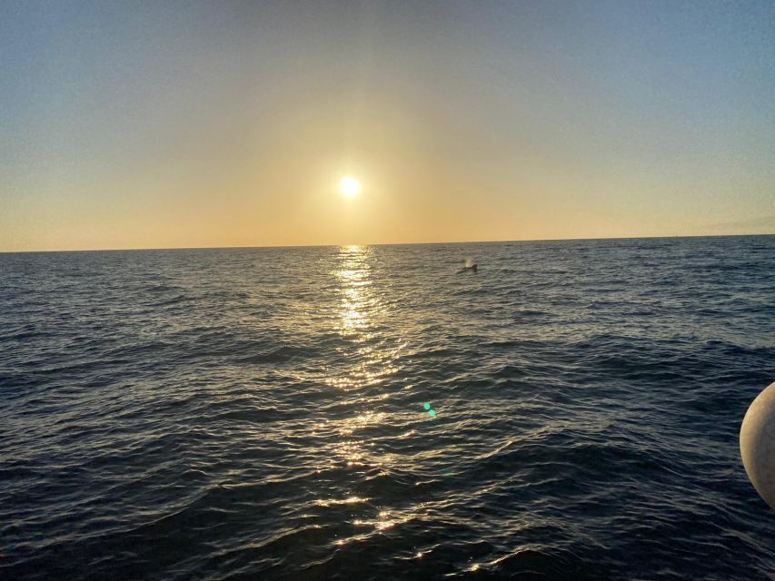 Los Cristianos: Eco Yacht Whale Watching Tour at Sunset - What You Might Spot: Whales, Dolphins, Turtles, and Sharks