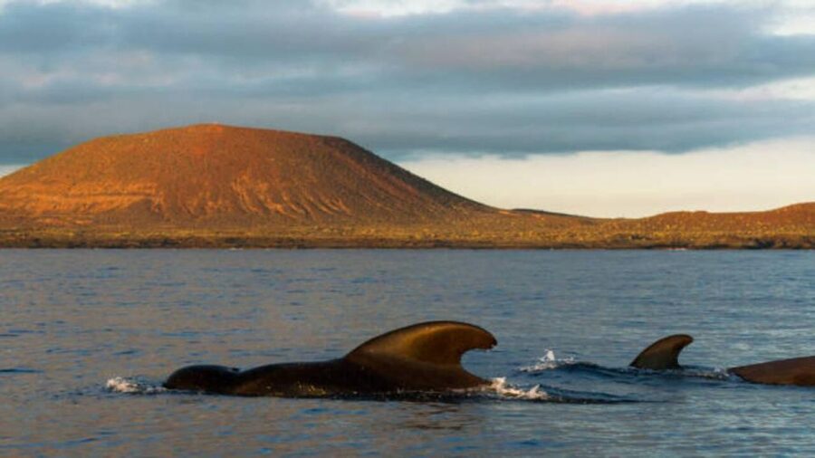 Los Cristianos: Eco Yacht Whale Watching Tour at Sunset - Meeting Point Reality: Where You Go and How Not to Miss the Boat