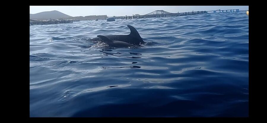 Los Cristianos: Kayak & Snorkel Tour with turtles and photos included - Why this Los Cristianos kayak-and-snorkel mix makes sense