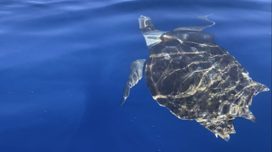 Los Cristianos: Kayak & Snorkel Tour with turtles and photos included - Palm Mar Cave snorkeling: the main event for turtles and sea life