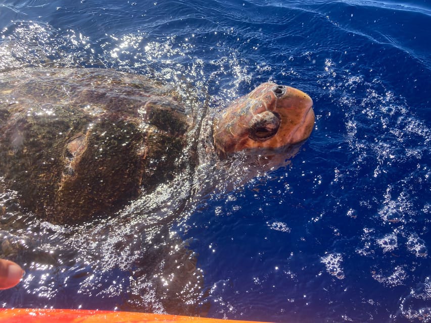 Los Cristianos: Kayak & Snorkel Tour with turtles and photos included - Pace and effort: what the tour feels like in real life