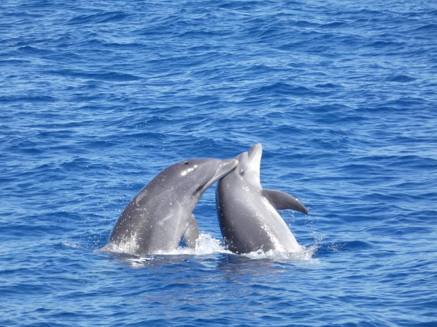 Los Cristianos Respectful No-Chase Whale and Dolphin Safari - FAQ
