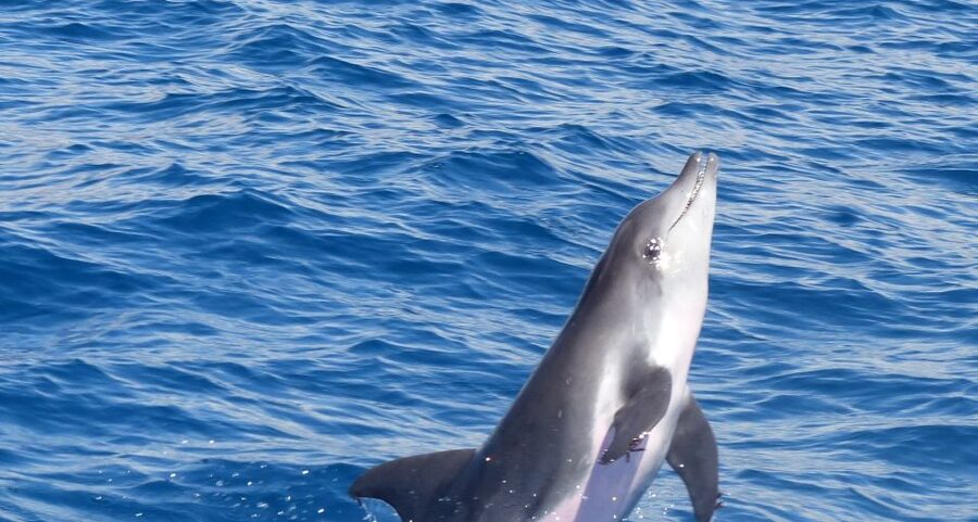 Los Cristianos Respectful No-Chase Whale and Dolphin Safari - A strict no-chase whale and dolphin safari in Los Cristianos
