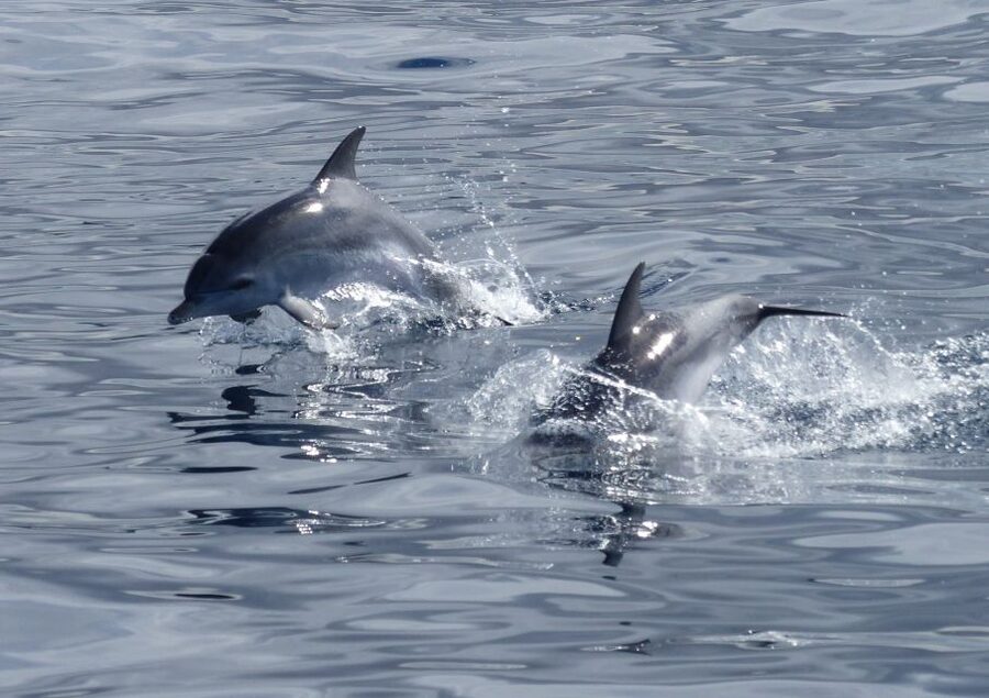 Los Cristianos Respectful No-Chase Whale and Dolphin Safari - Your 2-hour timeline: Puerto Los Cristianos to the sightings zone