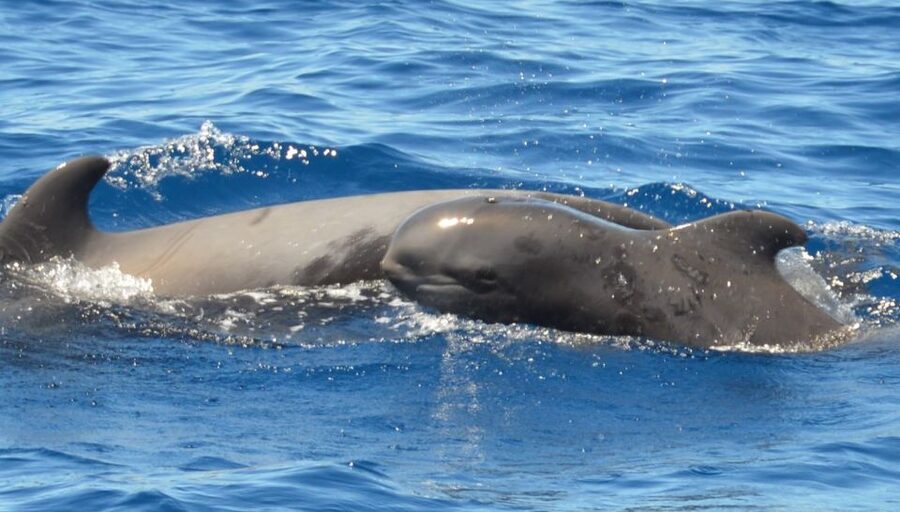 Los Cristianos Respectful No-Chase Whale and Dolphin Safari - Guides on board and the conservation angle tied to your ticket