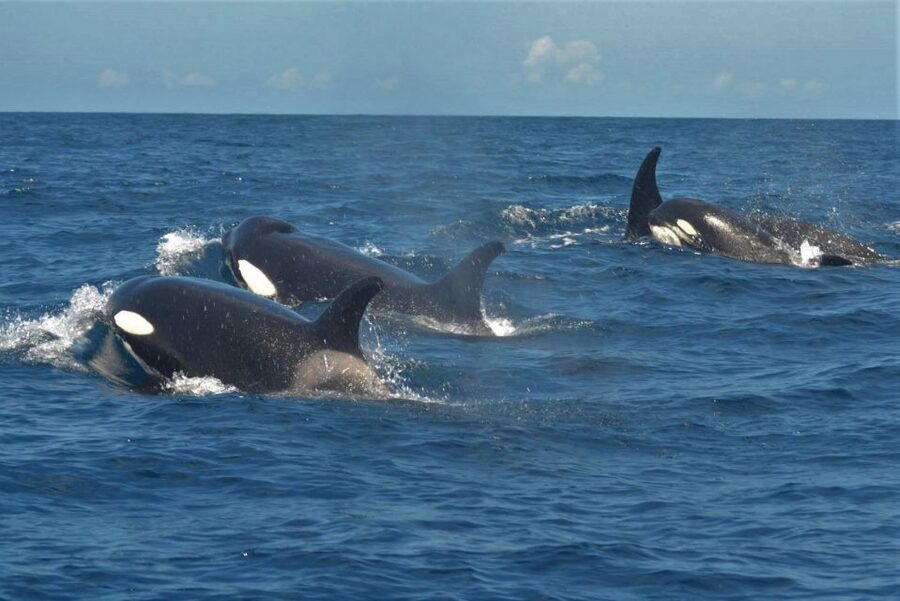 Los Cristianos Respectful No-Chase Whale and Dolphin Safari - Price and value at about $29: what you’re buying besides a ride