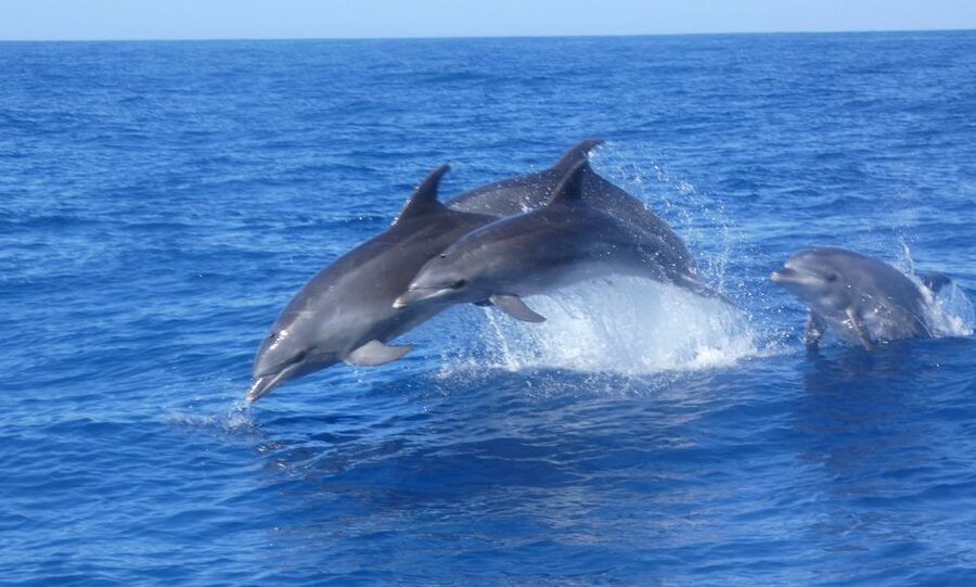 Los Cristianos Respectful No-Chase Whale and Dolphin Safari - Comfort tips: seasickness, getting a good seat, and who should go