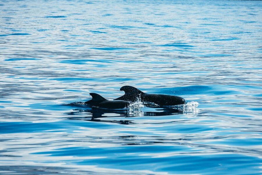 Los Cristianos Respectful No-Chase Whale and Dolphin Safari - Should you book the Los Cristianos no-chase safari?