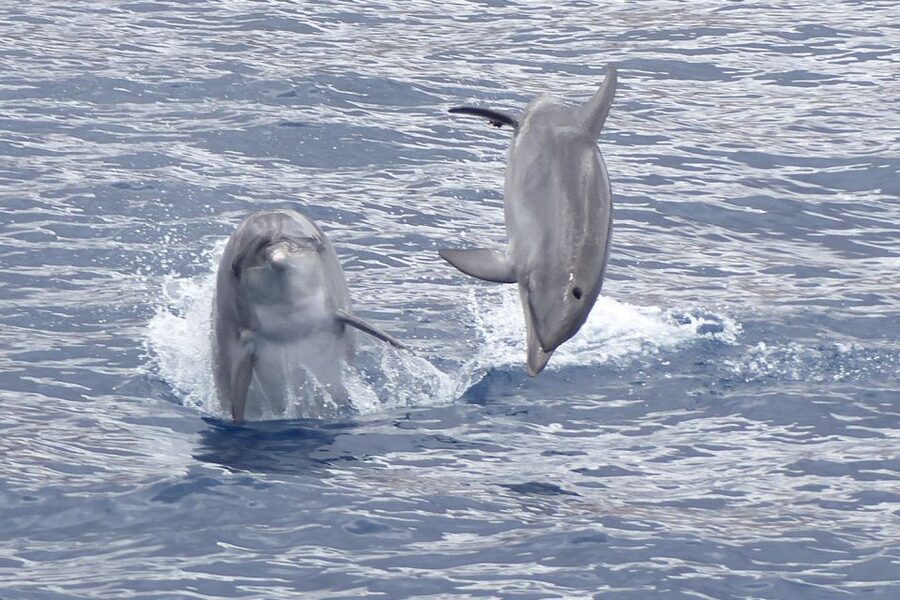 Los Cristianos Respectful No-Chase Whale and Dolphin Safari - The Bahriyeli boat: open deck views and an inside salon