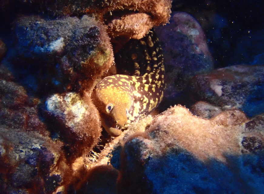 Los Cristianos: Try Dive for beginners - Marine Life Encounters: What You Might See (No Guarantees, Just Chances)