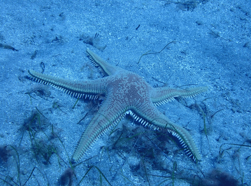 Los Cristianos: Try Dive for beginners - The Instructor Makes or Breaks the First Attempt