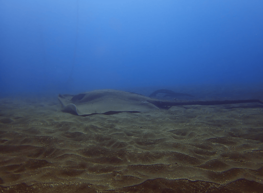 Los Cristianos: Try Dive for beginners - Who This Is Best For (And Who Should Pass)