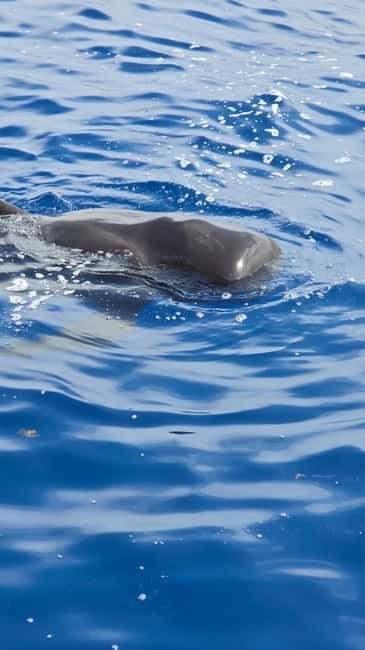 Los Cristianos: Viking Cruise Whales & Dolphins Watching - Ragnarok and the South Coast: the Viking theme that actually helps