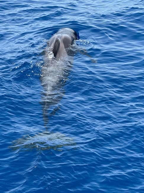Los Cristianos: Viking Cruise Whales & Dolphins Watching - What you might actually see in Tenerife waters