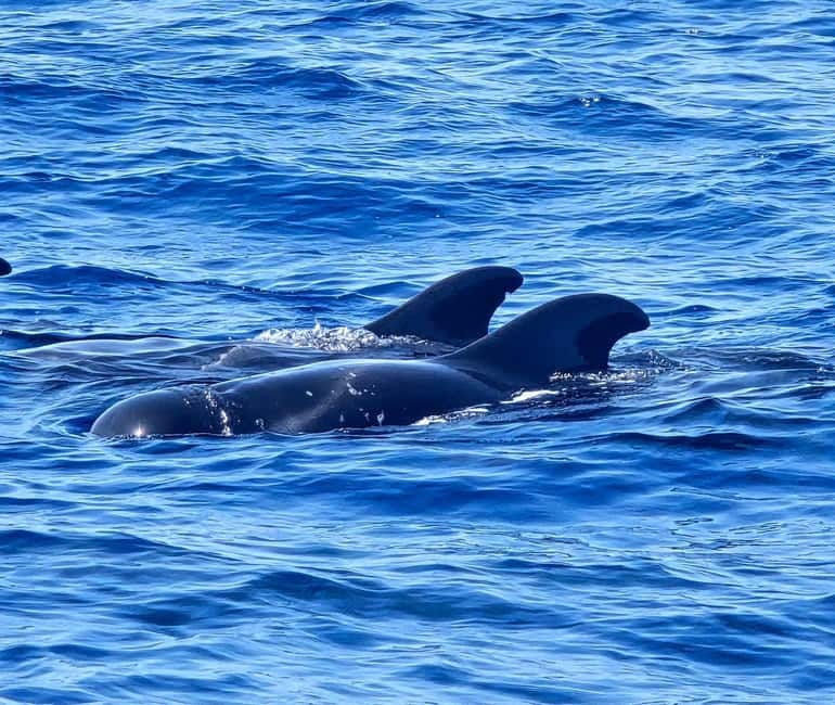 Los Cristianos: Viking Cruise Whales & Dolphins Watching - Comfort onboard: space, shade, restrooms, and a practical bar