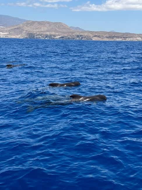 Los Cristianos: Viking Cruise Whales & Dolphins Watching - Who this Viking cruise is best for